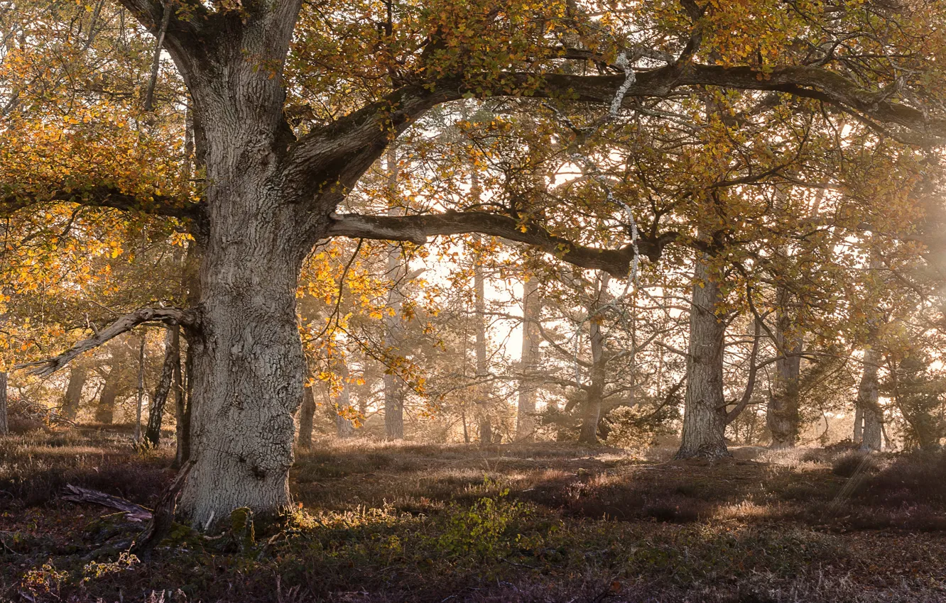 Photo wallpaper autumn, trees, oak