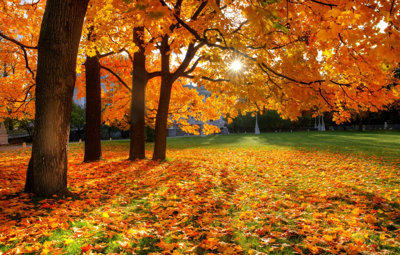 Photo wallpaper autumn, leaves, the sun, trees, nature, Park, Eduard Gordeev, Saint Petersburg