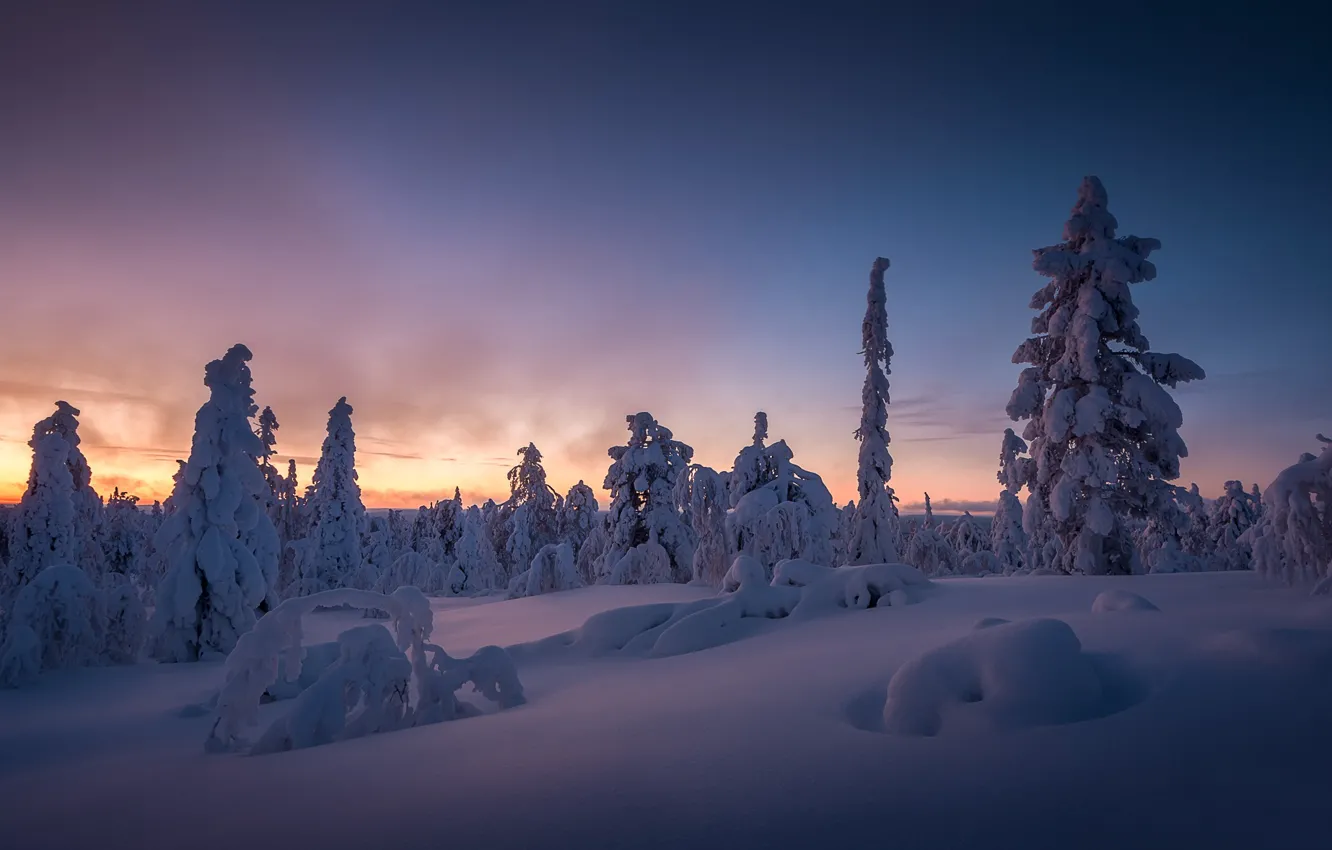 Photo wallpaper winter, snow, trees, sunset, the snow, Finland, Finland, Lapland
