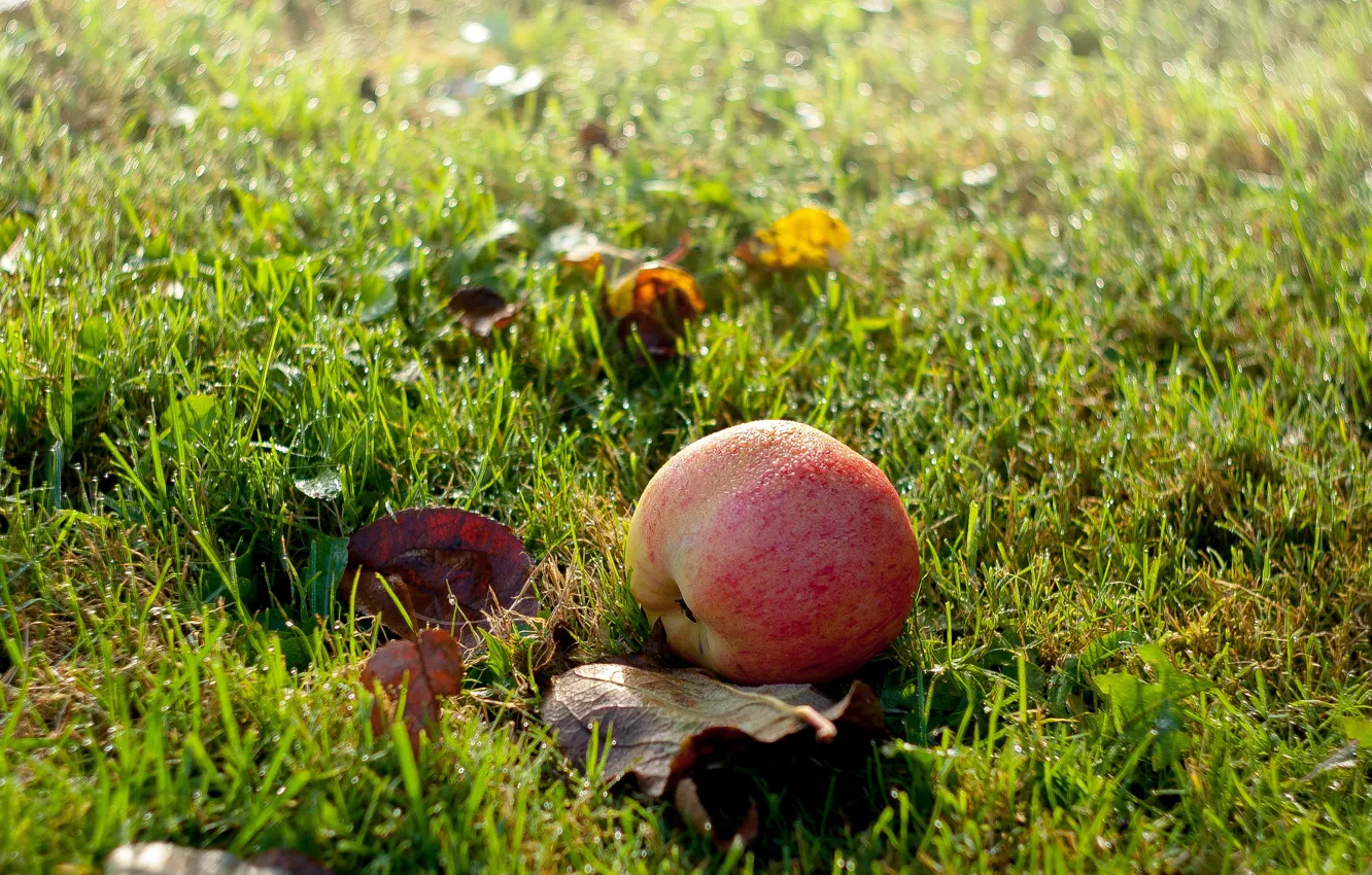 Photo wallpaper autumn, grass, Rosa, Apple, morning