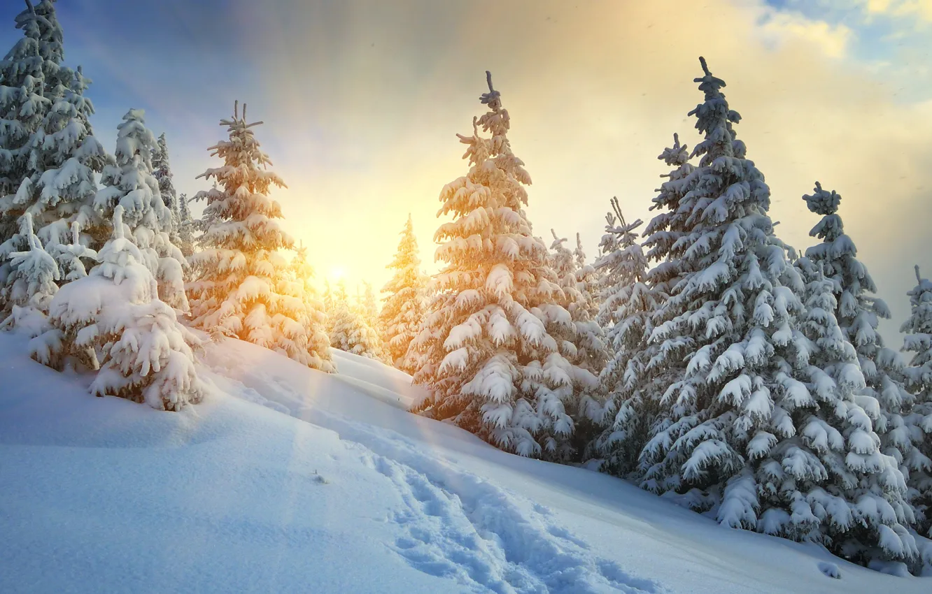 Photo wallpaper cold, winter, forest, the sky, the sun, clouds, rays, snow