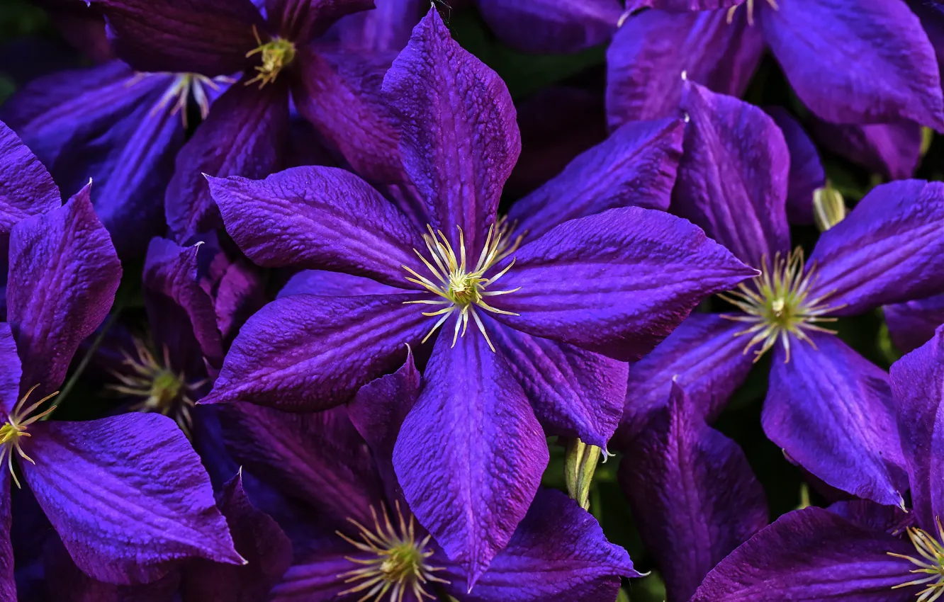 Photo wallpaper purple, macro, petals, clematis