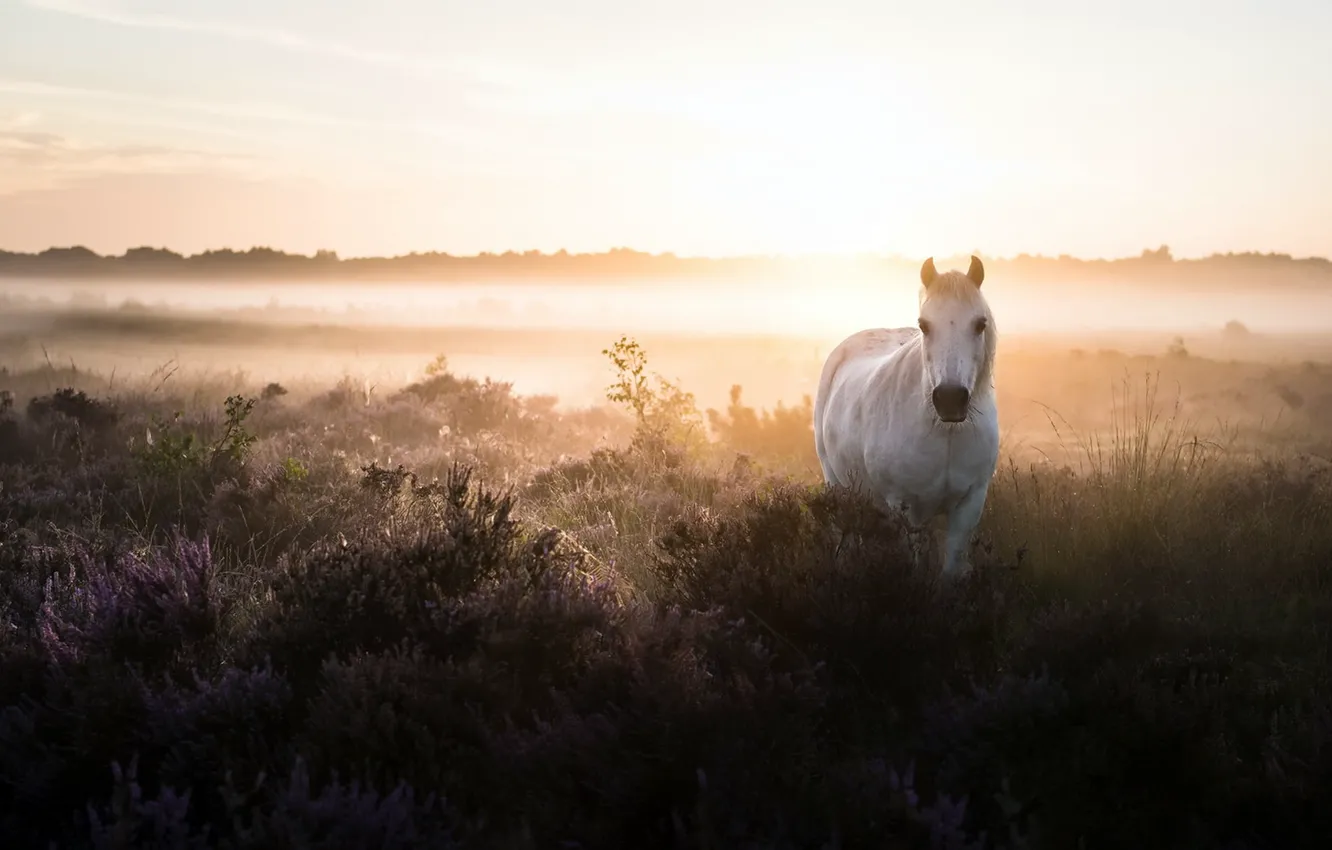 Photo wallpaper field, fog, horse, morning