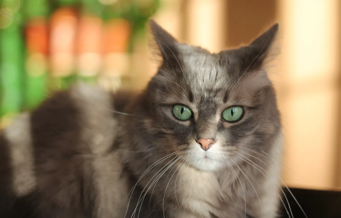Photo wallpaper cat, look, kitty, green eyes
