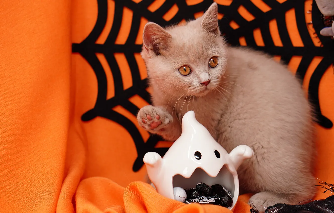 Photo wallpaper autumn, cat, look, pose, grey, holiday, legs, web