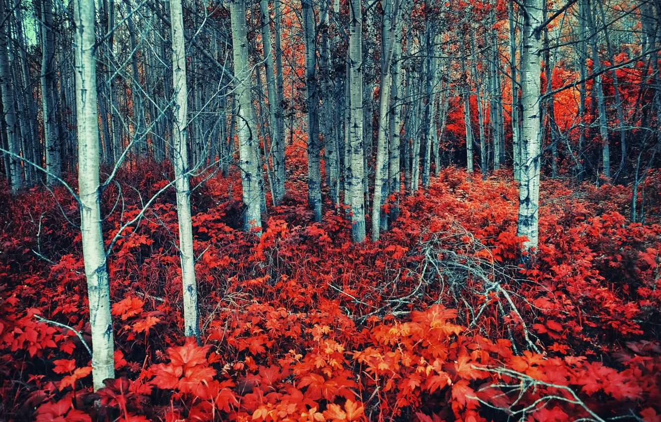 Photo wallpaper forest, summer, nature