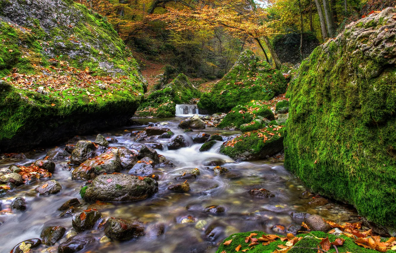 Photo wallpaper autumn, forest, leaves, river, stream, stones, boulders