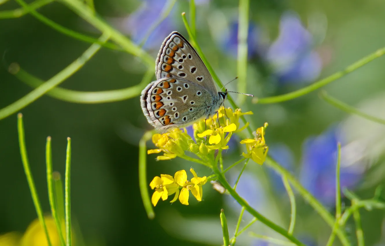 Photo wallpaper summer, butterfly, meadow, blue