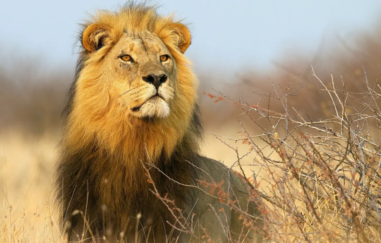 Photo wallpaper look, Leo, Savannah, Africa, the bushes