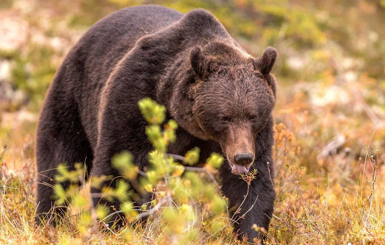 Photo wallpaper autumn, language, grass, look, face, branches, nature, pose