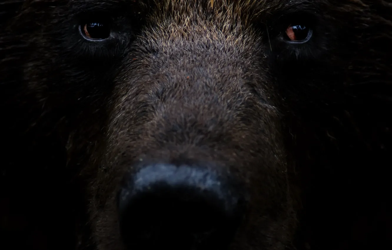 Photo wallpaper face, bear, beast