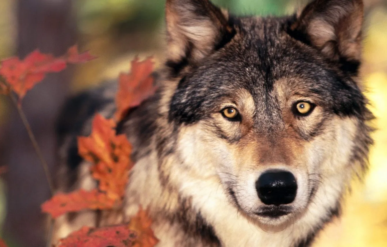 Photo wallpaper nature, Gray Wolf, face, animal, wolf, canis lupus, wildlife, head
