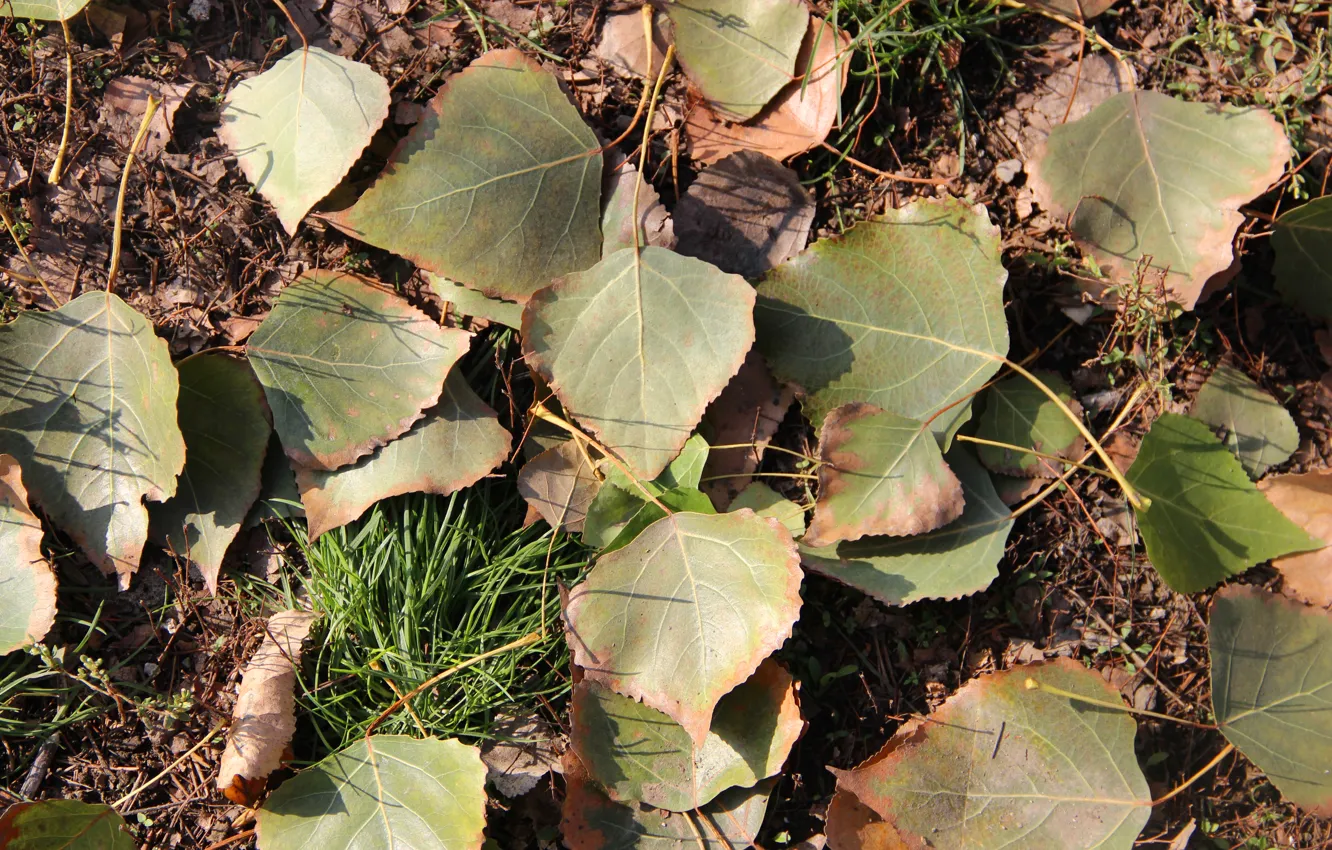 Photo wallpaper autumn, leaves, fallen, poplar