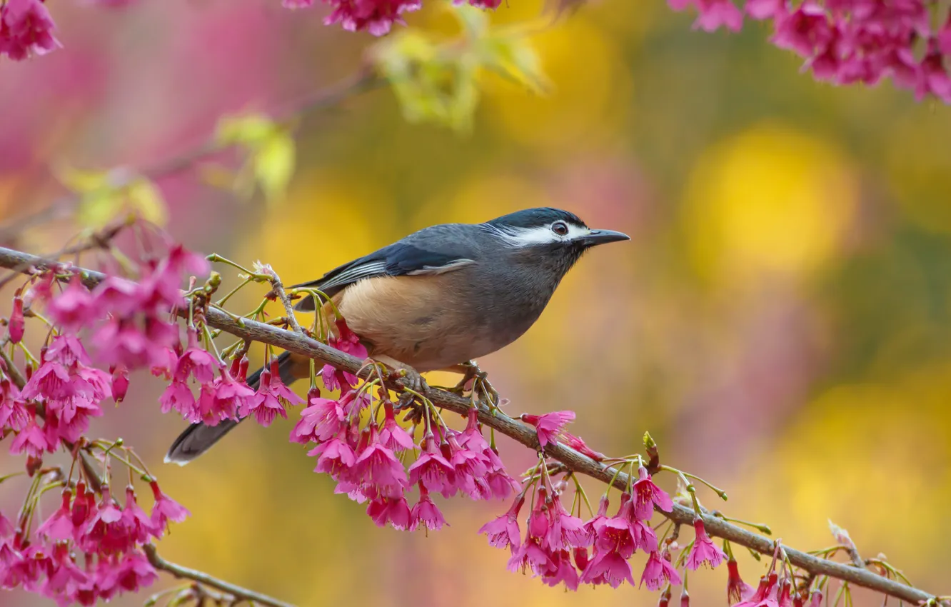 Photo wallpaper flowers, nature, tree, bird