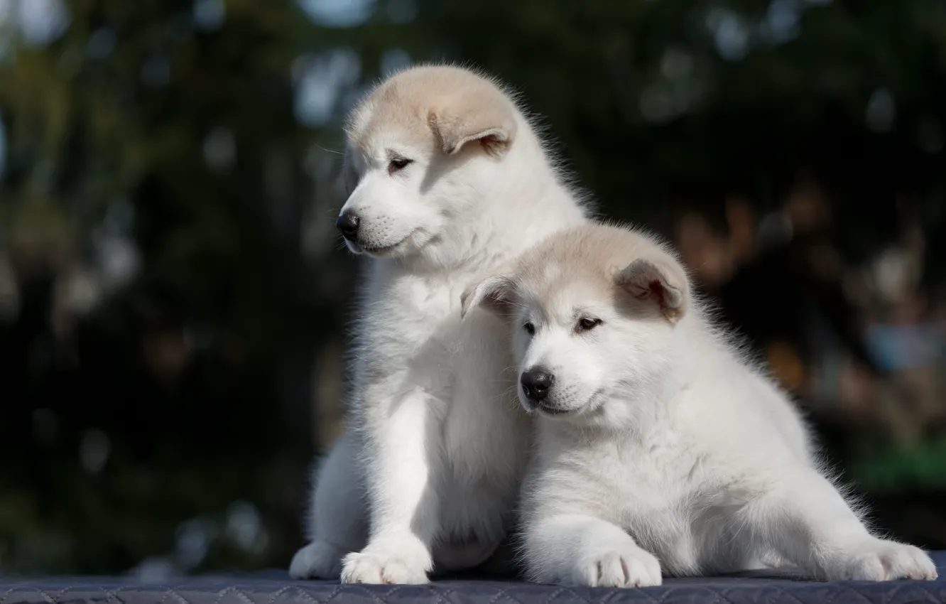 Photo wallpaper puppy, Duo, Akita