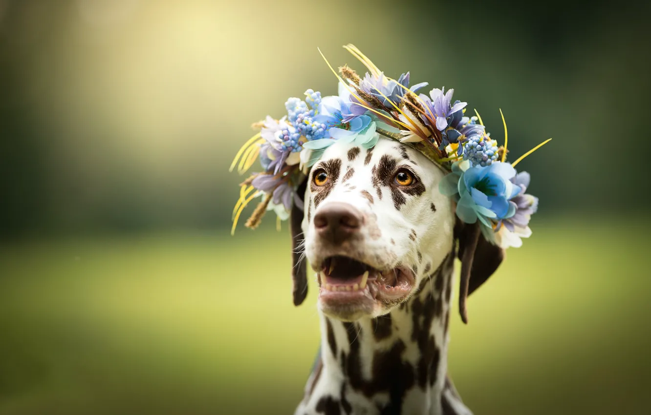 Photo wallpaper face, flowers, background, dog, wreath