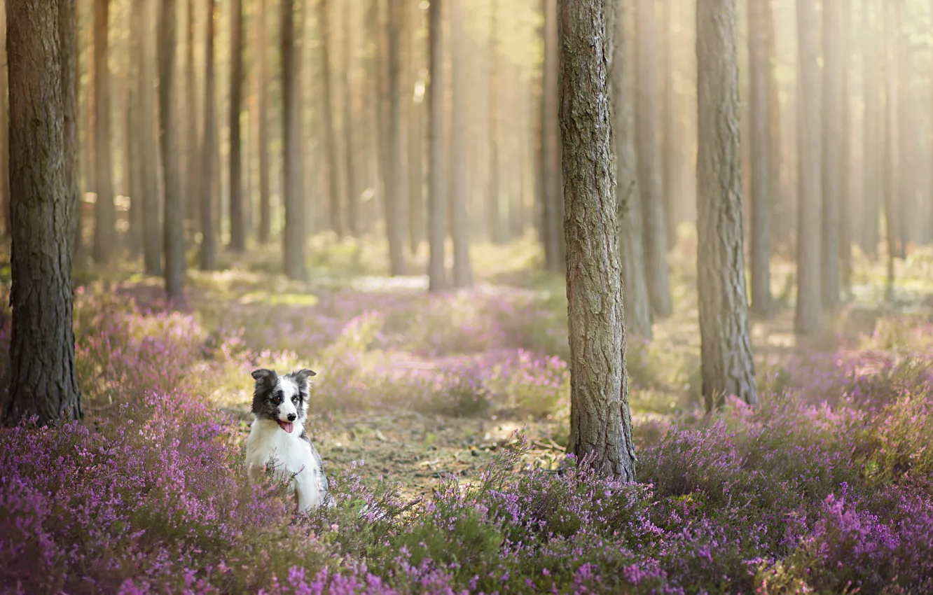 Photo wallpaper forest, look, each, dog