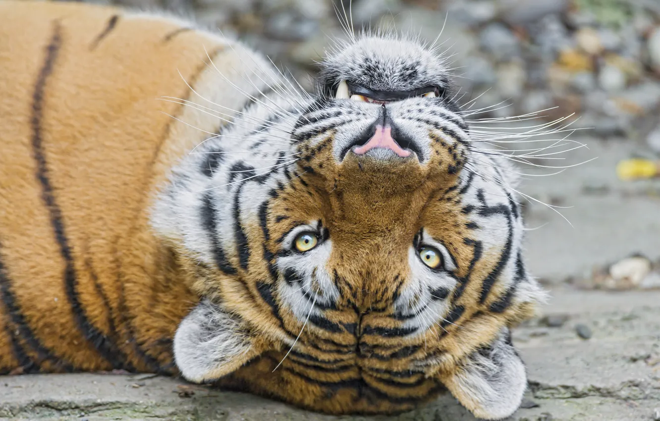 Photo wallpaper cat, look, face, tiger, Amur, ©Tambako The Jaguar