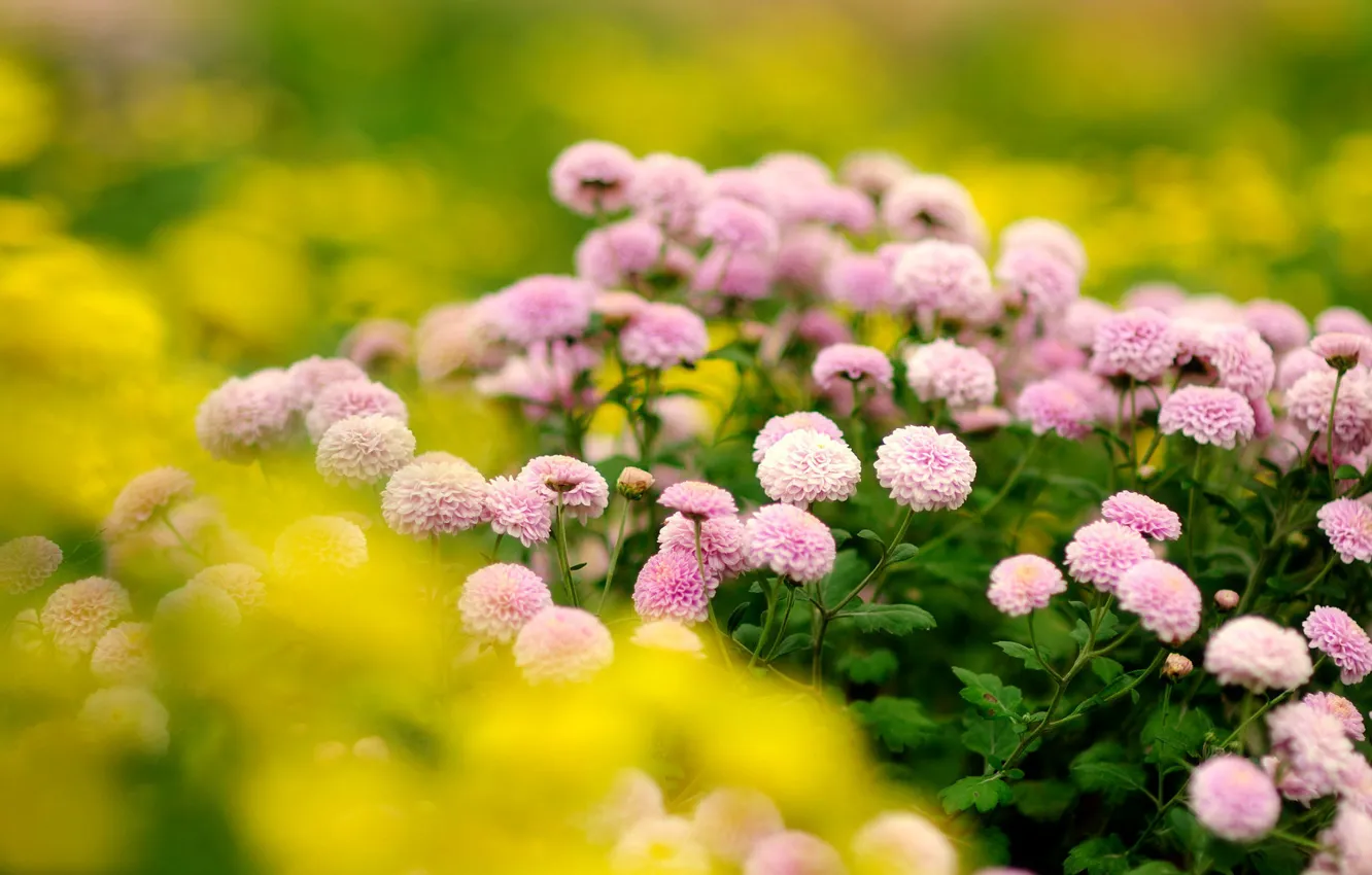 Photo wallpaper flowers, blur, pink, the bushes, yellow background, chrysanthemum, a lot, bokeh