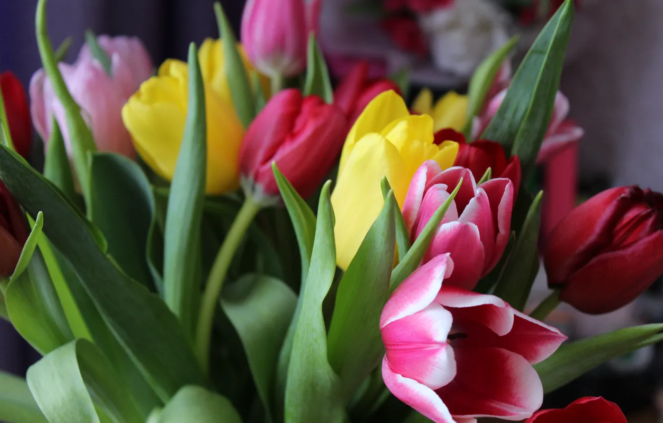 Photo wallpaper Flowers, spring, tulips