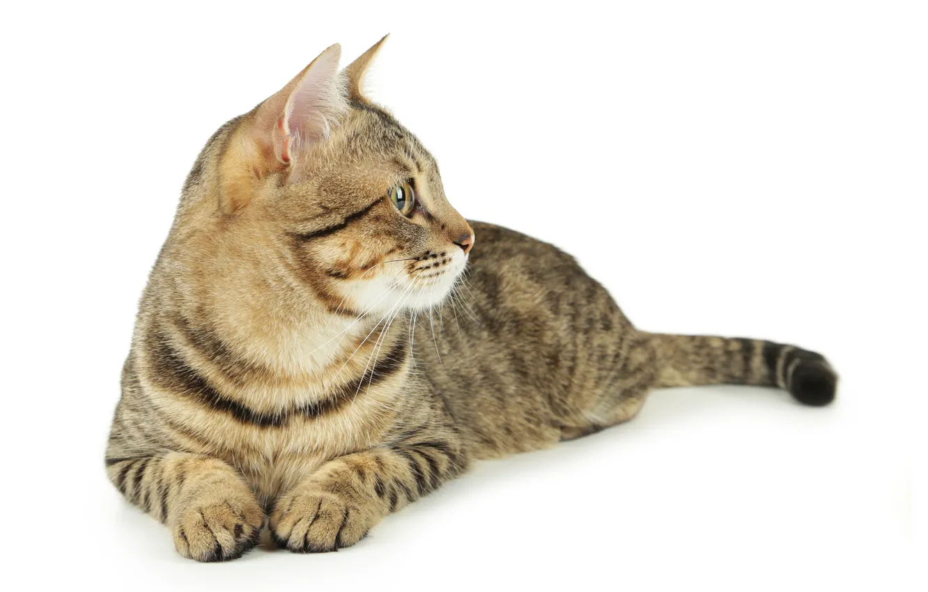 Photo wallpaper mustache, paws, tail