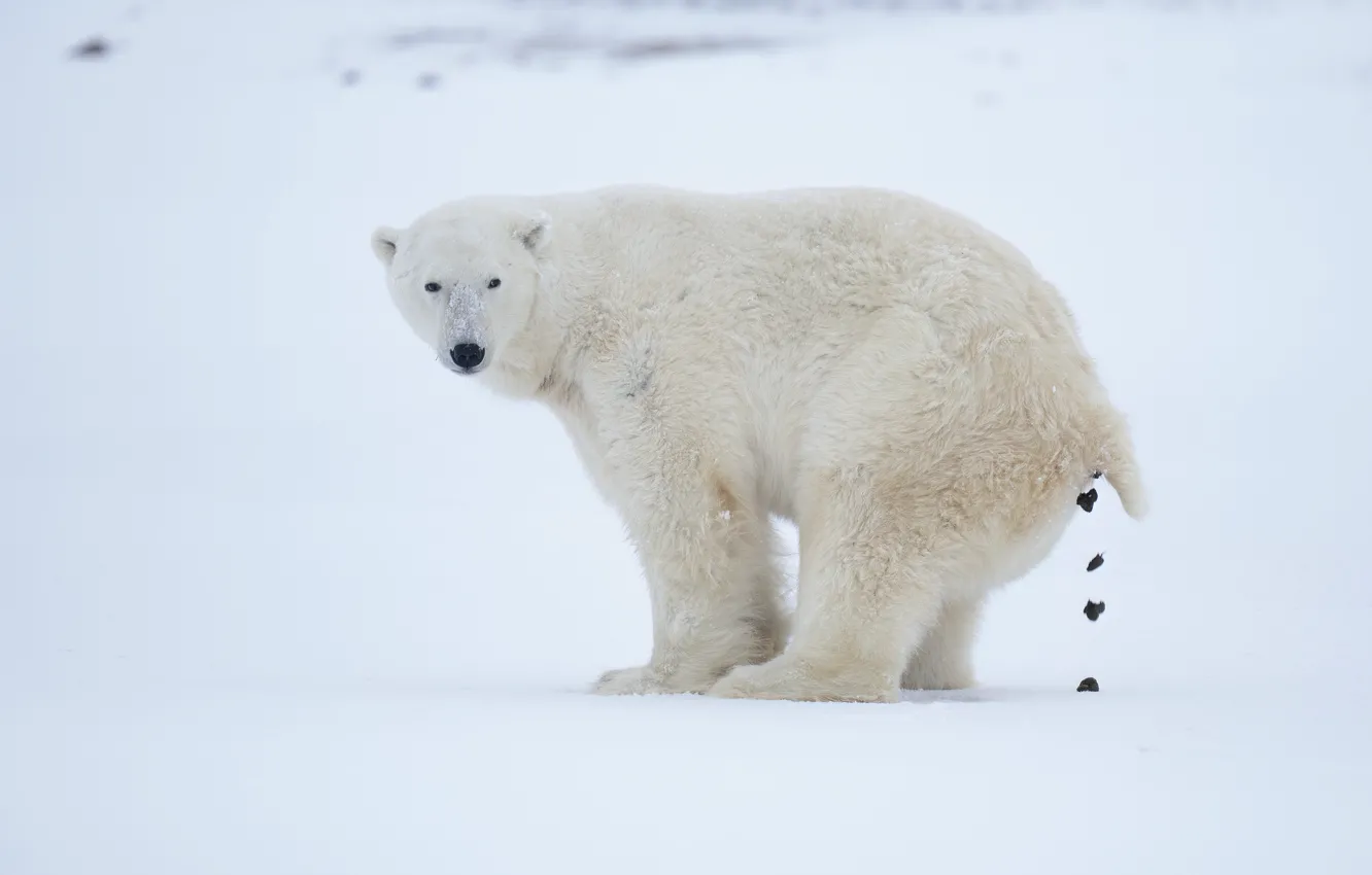 Photo wallpaper winter, field, look, snow, nature, bear, the snow, white background