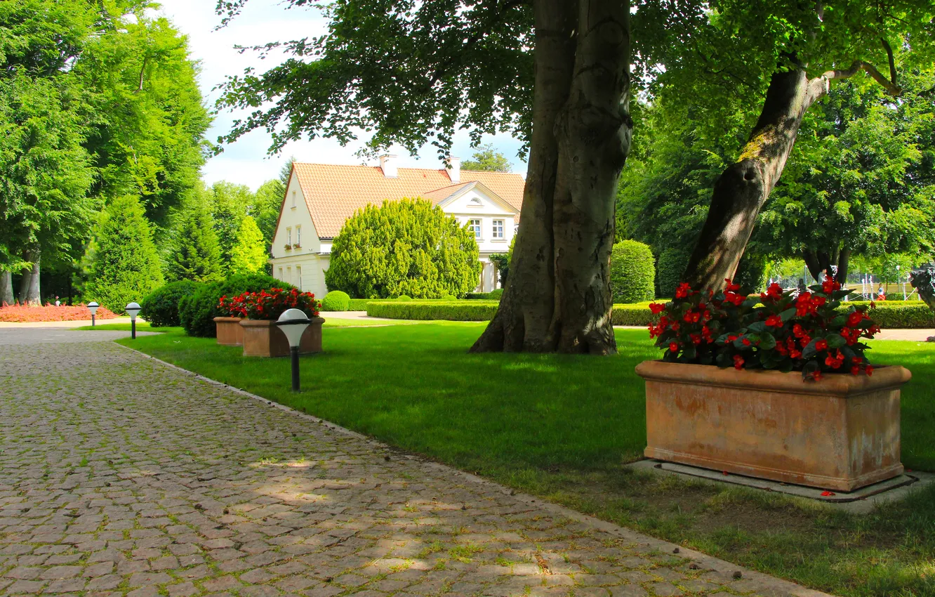 Photo wallpaper flower, park, alley