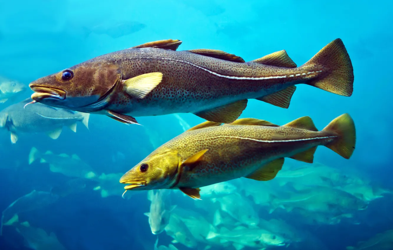 Photo wallpaper fish, huge, Atlantic