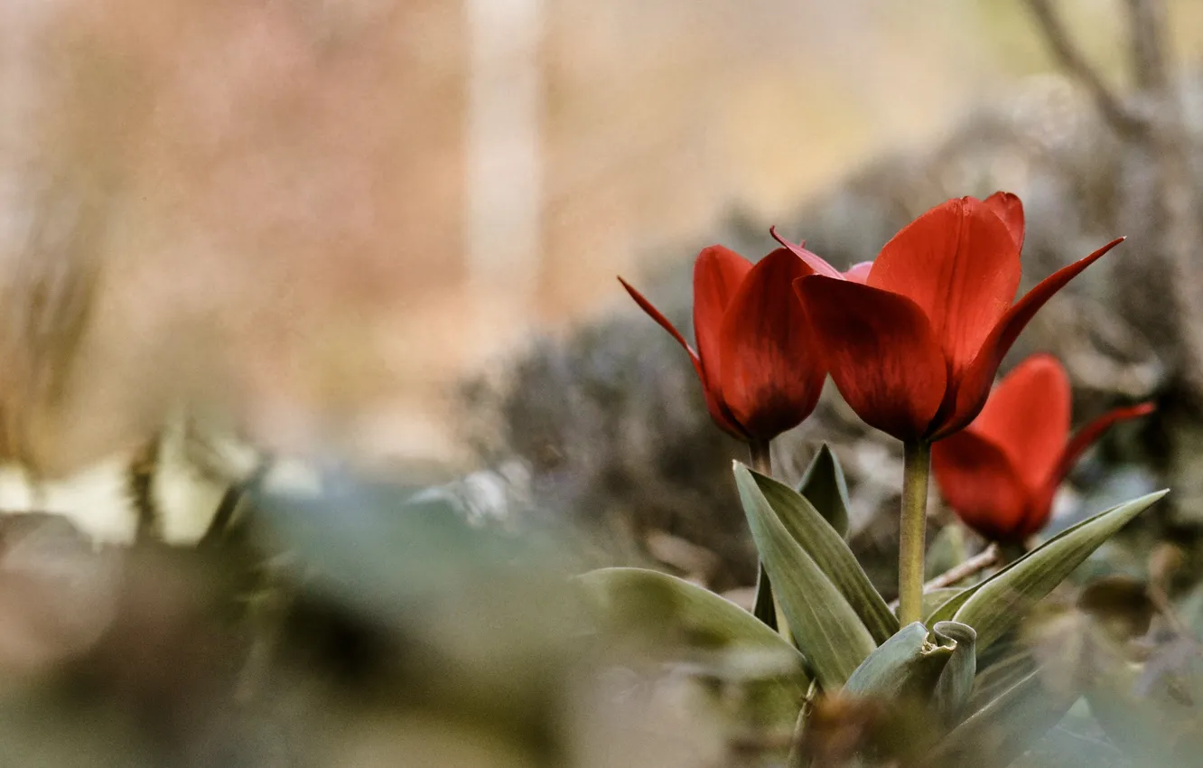 Photo wallpaper summer, grass, macro, flowers, petals, tulips, buds, the bushes