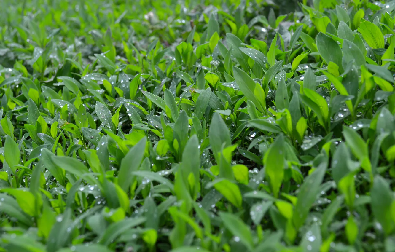Photo wallpaper grass, nature, rain