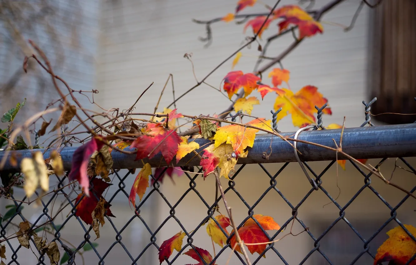 Photo wallpaper autumn, leaves, color, macro