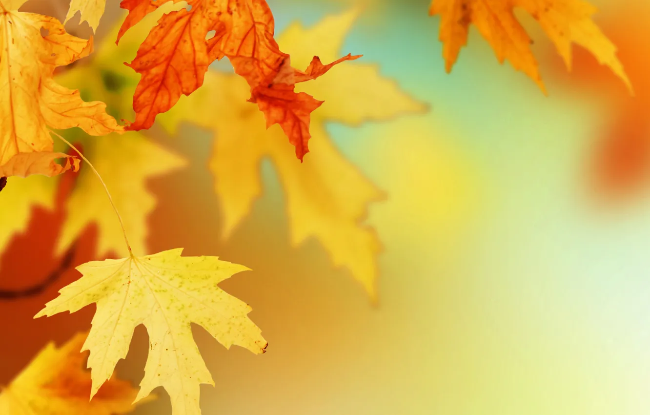 Photo wallpaper leaves, macro, photo, Wallpaper