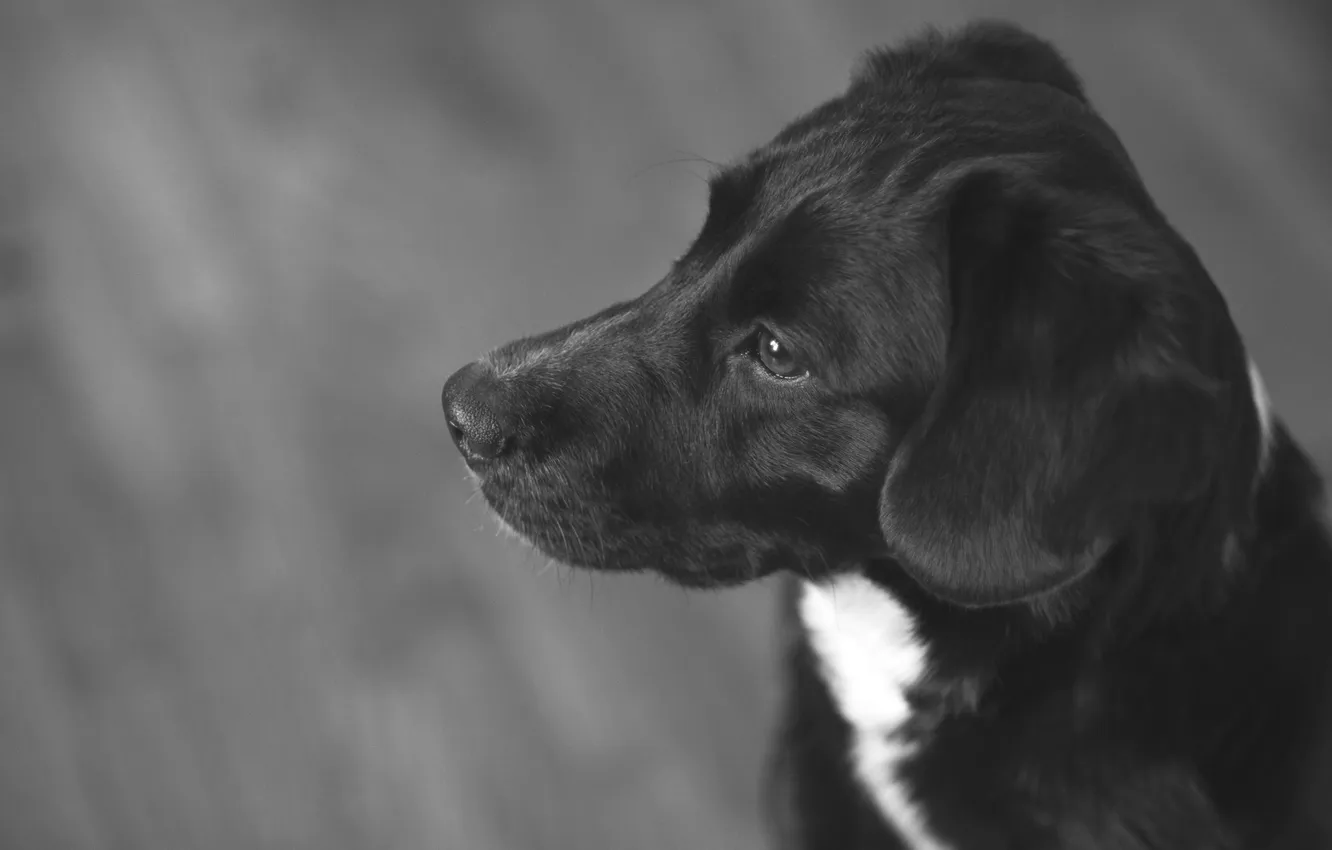 Photo wallpaper dog, wool, black and white