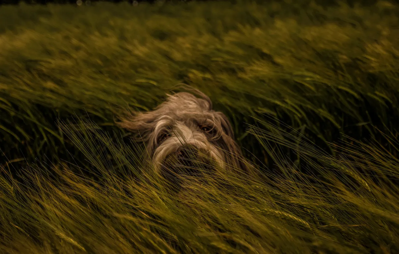 Photo wallpaper grass, look, face, the wind, dog