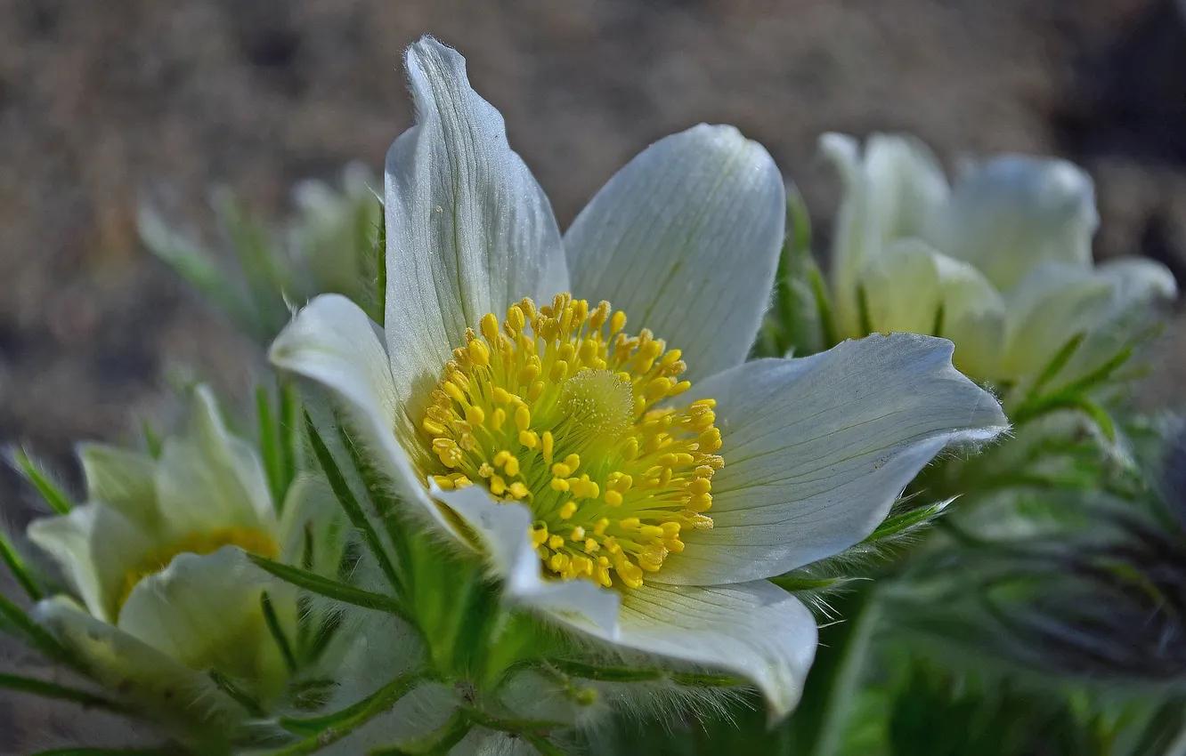 Photo wallpaper macro, spring, petals, cross