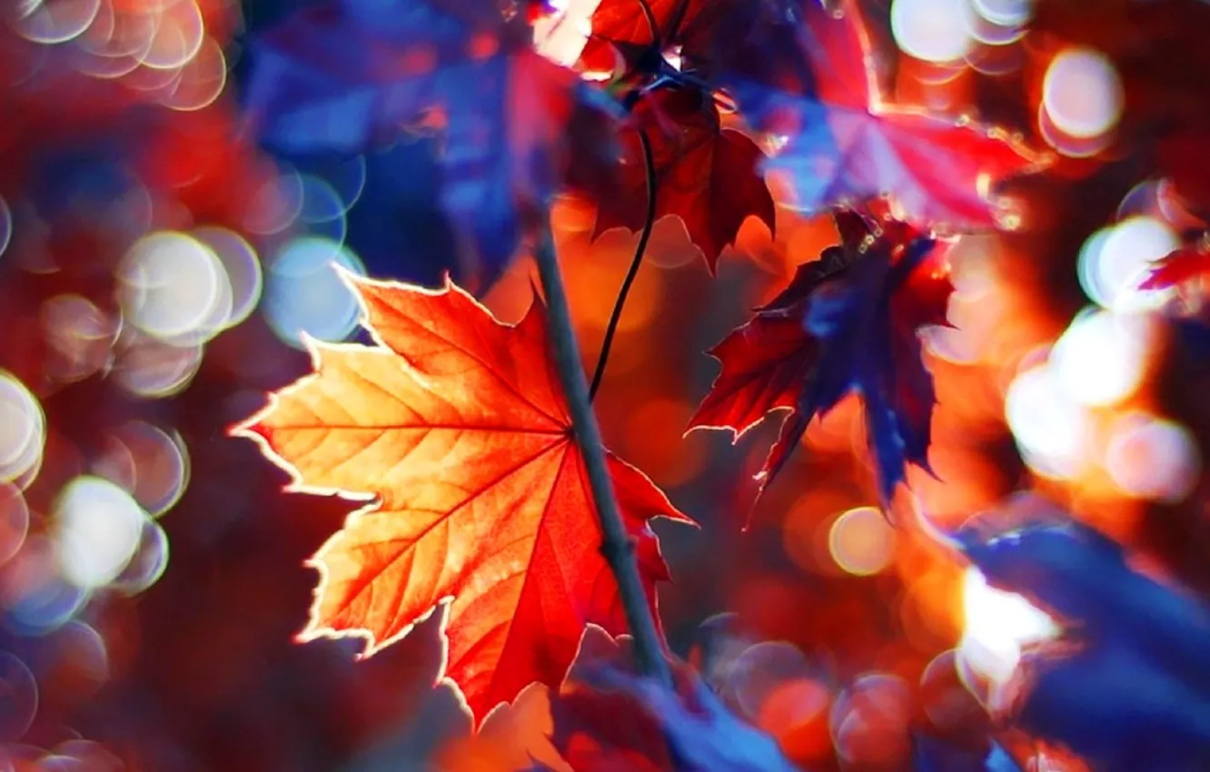 Photo wallpaper beautiful, autumn, leaves, tree, branches, fall, foliage, maple