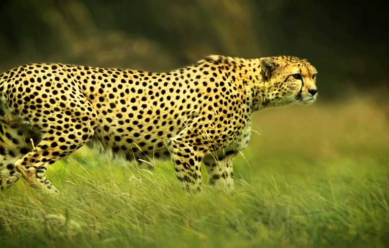 Photo wallpaper cat, animal, Cheetah, Africa, wildlife