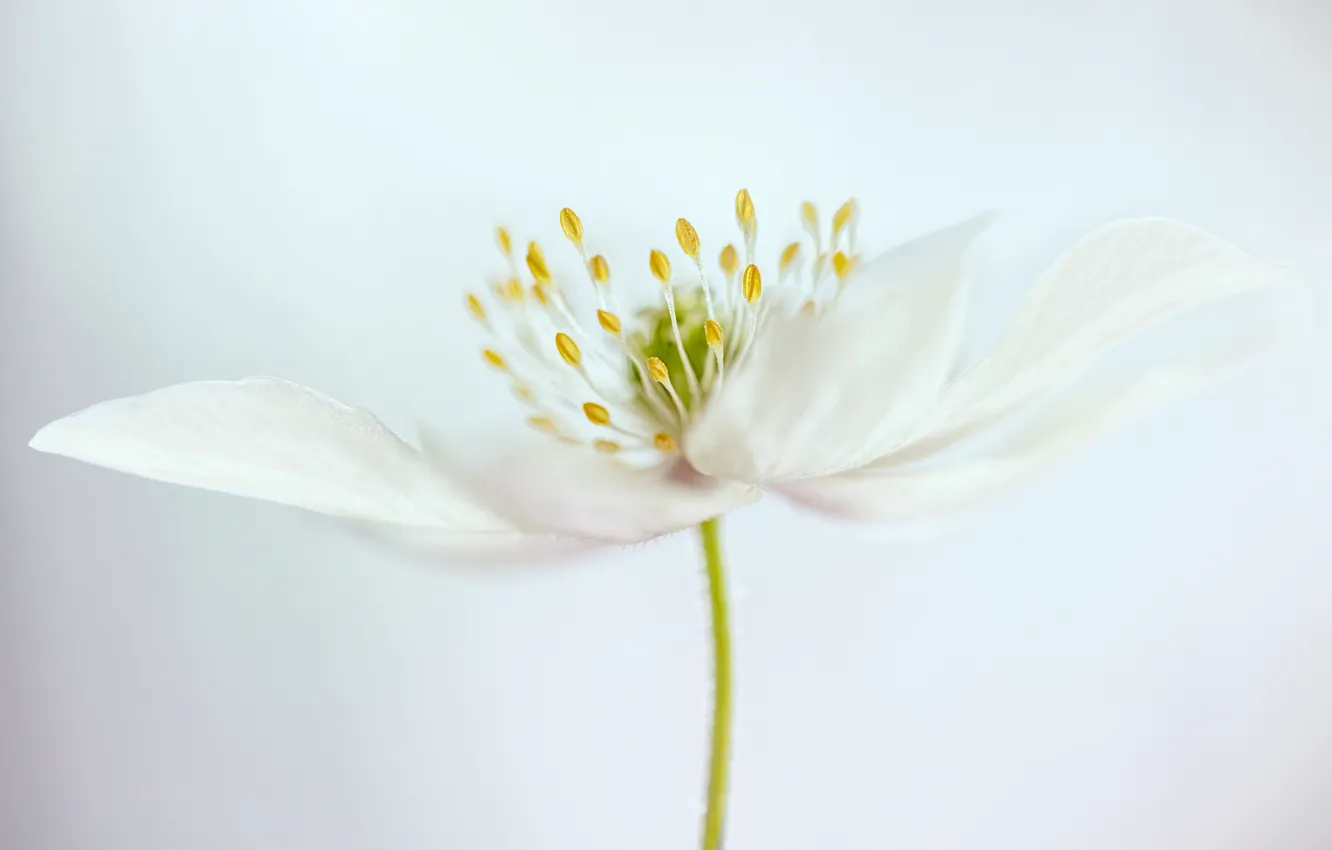 Photo wallpaper flowers, petals, stem, stamens
