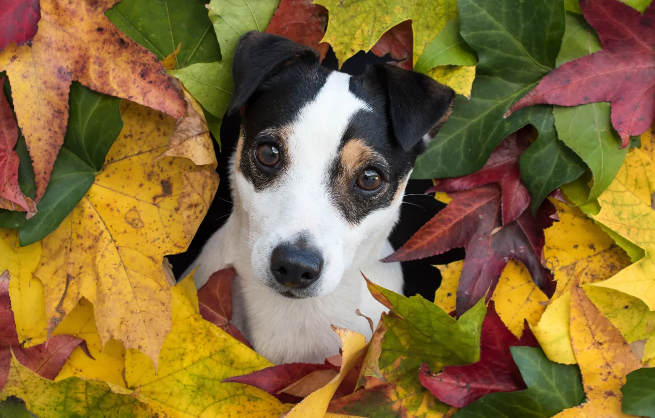 Photo wallpaper look, portrait, dog, puppy, face, autumn leaves, Jack Russell Terrier