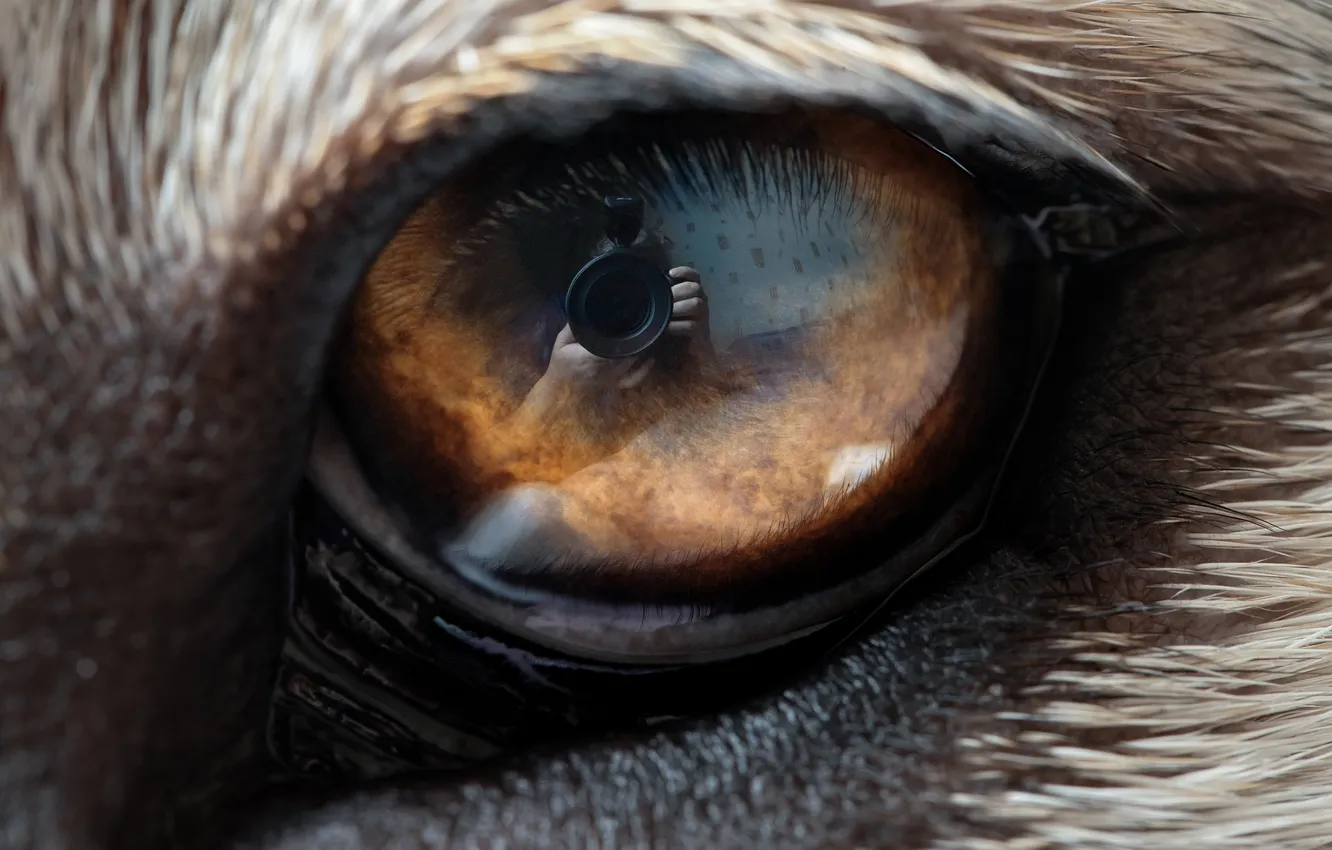 Photo wallpaper camera, animal, eye, effect
