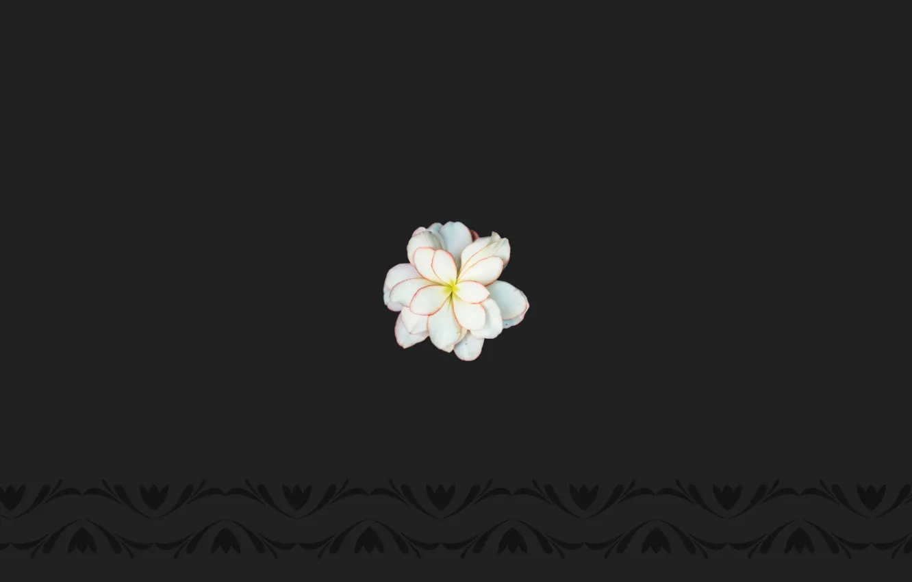 Photo wallpaper flower, flower texture, frangipani flower