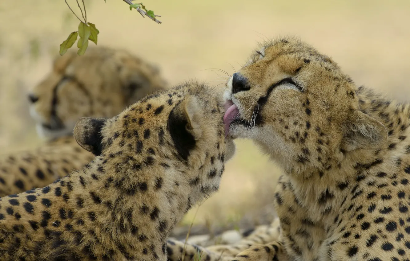 Photo wallpaper language, pose, pair, Cheetah, care, two, muzzle, cheetahs