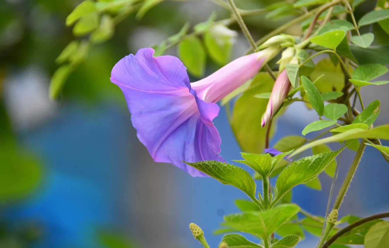 Photo wallpaper flower, leaves, lilac, stems, garden, Liana, bindweed, morning glory