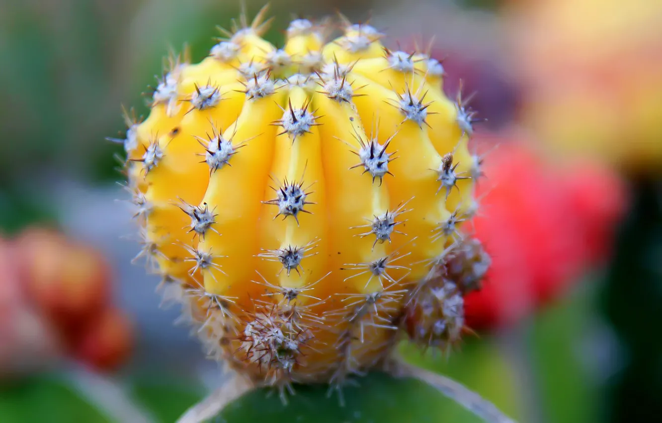 Photo wallpaper needles, yellow, cactus