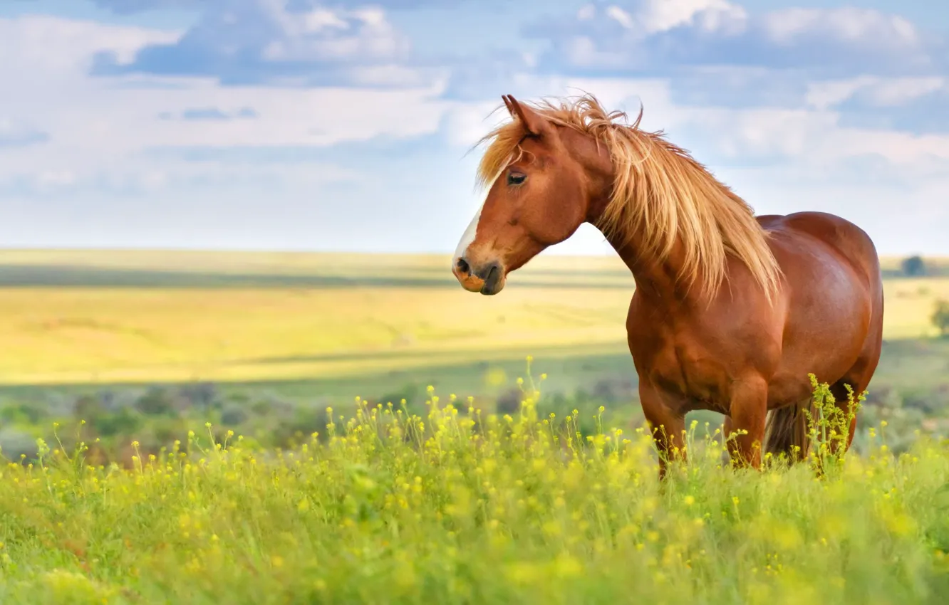 Photo wallpaper field, the sky, clouds, flowers, horse, horse, dal, pasture
