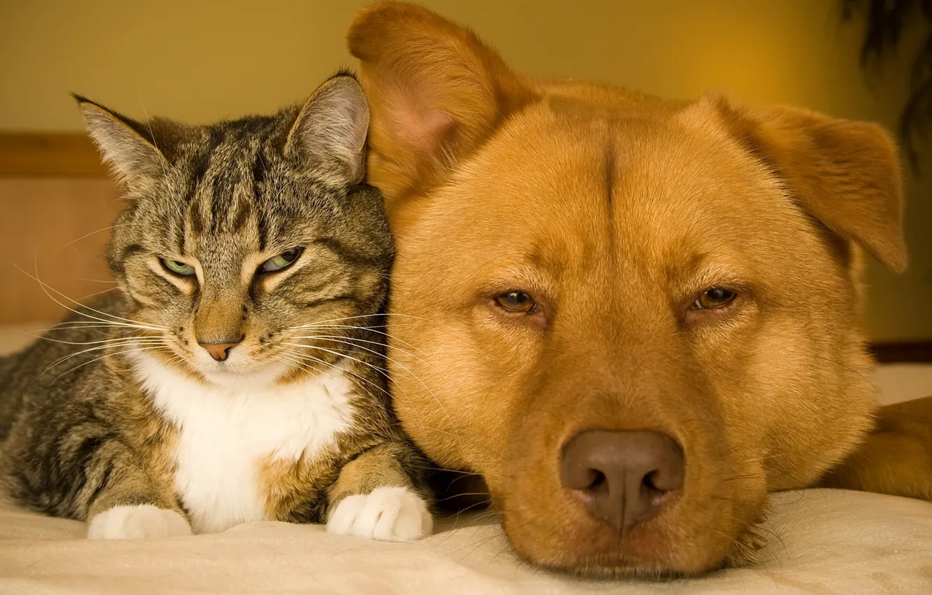 Photo wallpaper cat, face, close-up, each, together, portrait, dog, together