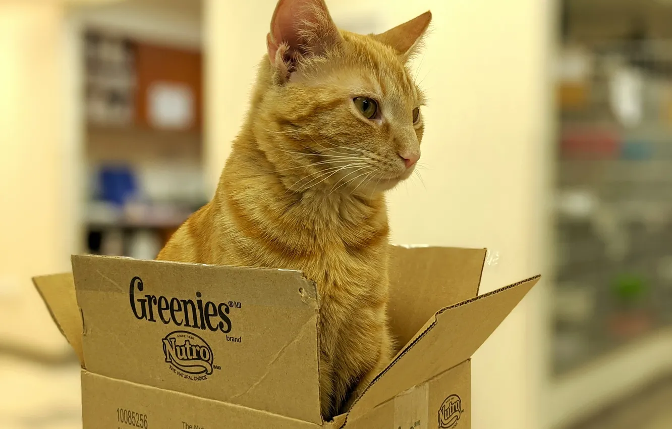 Photo wallpaper cat, cat, box, brand, red horse