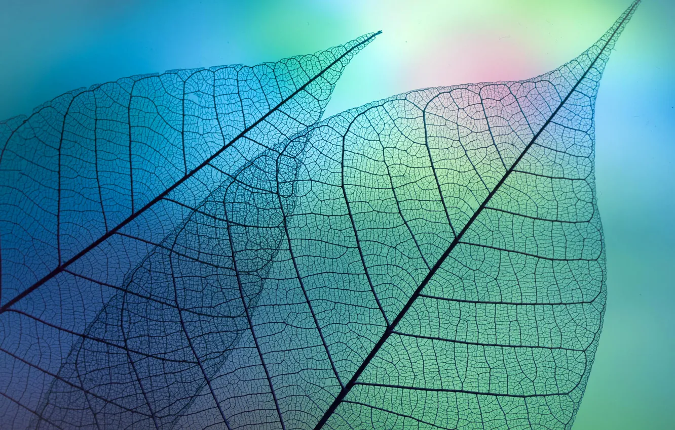 Photo wallpaper leaves, transparency, light, color