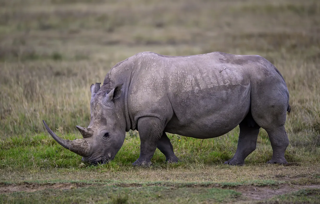 Photo wallpaper rhinoceros, giant, mammal