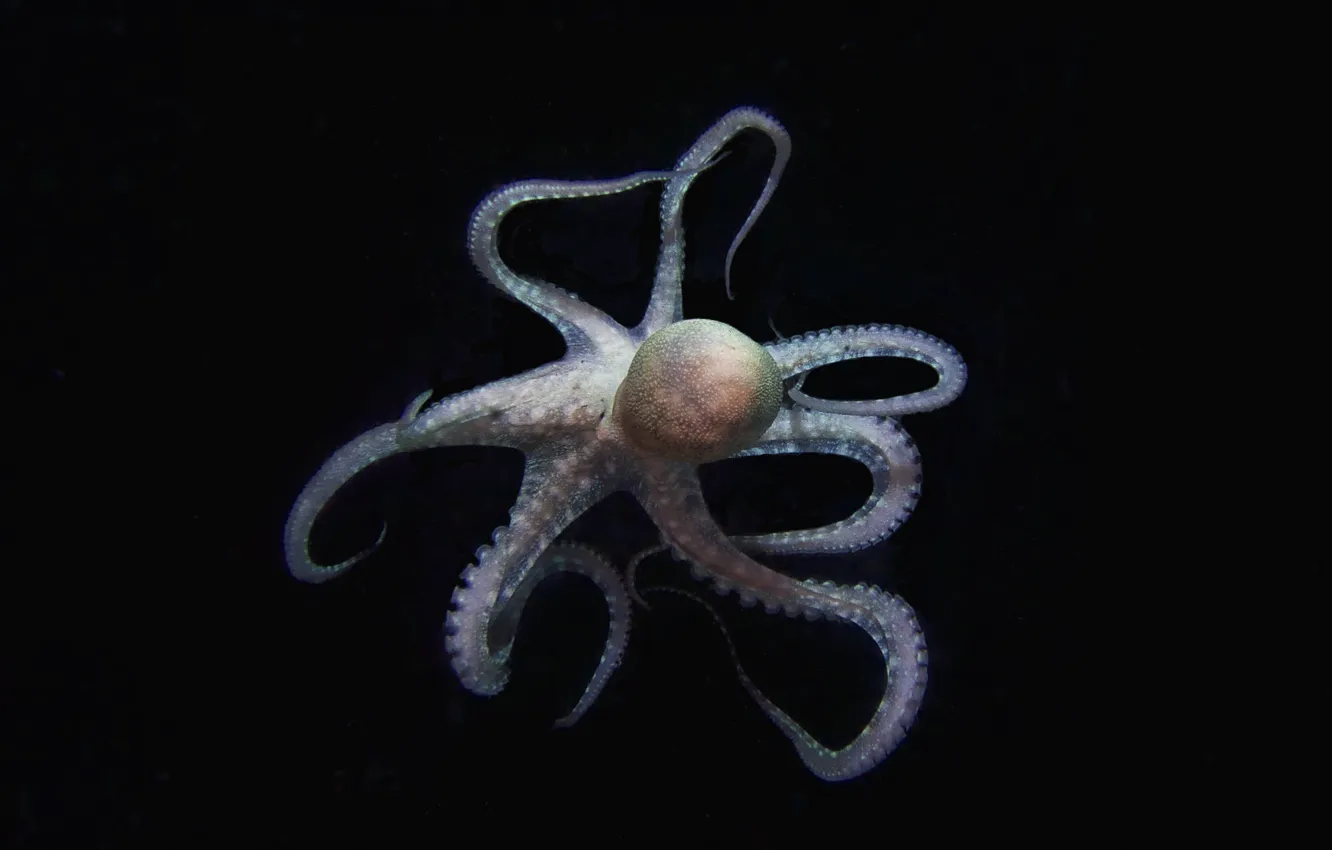Photo wallpaper dark, octopus, tentacles